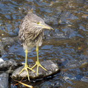 nycticoraxnycticoraxnycticorax avatar