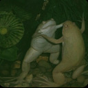 nyctophilia91 avatar