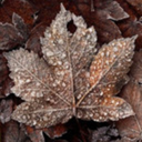 oak-wood-and-umber avatar