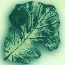 oakleaves avatar