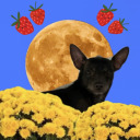 oakycece avatar