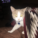 oathena11-writes avatar