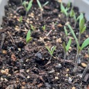 obectification-in-stem avatar