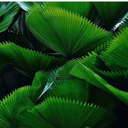 obey-me-honey avatar