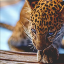 obeythewildrule avatar