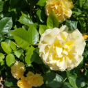 oblivion-blivi3 avatar