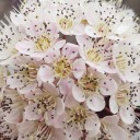 obliviousgenius avatar