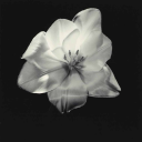 obovseminiochem avatar