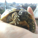 obscure-kitten avatar