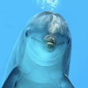 obscuredolphin avatar