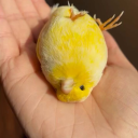 observerobserver avatar