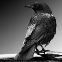 obsessed-loser avatar