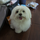 obsessedwithminiature avatar