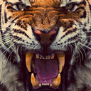 obsessedwithtigers avatar