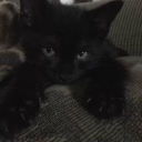 obsessivelyadoring avatar