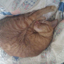 obsidian-changeling33 avatar