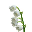 obsidianchesspiece avatar