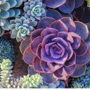 obsidianskeletonkey avatar