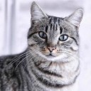 obsidianspeckle avatar