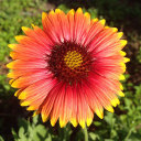 obvious-things avatar