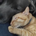 obviously-a-mad-man-with-a-box avatar