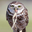 obviously-an-eagle avatar