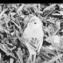 ocaso-inefable avatar