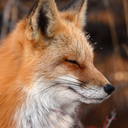 occasionalgravity avatar