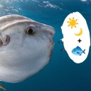 ocean-sunfish-linguist avatar