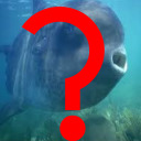 ocean-sunfish-questioner avatar
