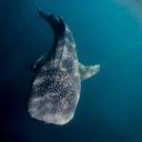 oceanblueshark-blog avatar