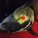 oceanhoney-eyes avatar