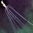 oceanic-slenderman avatar