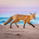 oceanicfox avatar