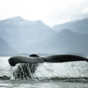 oceaniclife-blog avatar