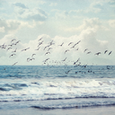 oceans-above-us avatar