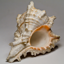 oceans-far-away avatar