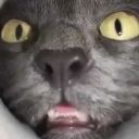 oceansdreamsrain avatar