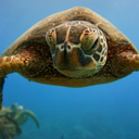 oceansoulsss-blog avatar