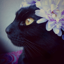 oceanstims-moved-blog avatar