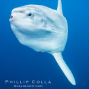 oceanussunfish avatar