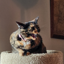 octoberisover avatar