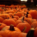 octoberseason avatar