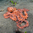 octofurvus avatar