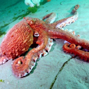 octopus-in-disguise avatar