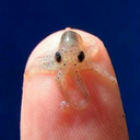 octopusbabys avatar