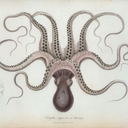 octopustic avatar