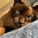 ocularpiedmont avatar