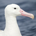 oddalbatross avatar