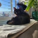 oddjobshereandthere avatar